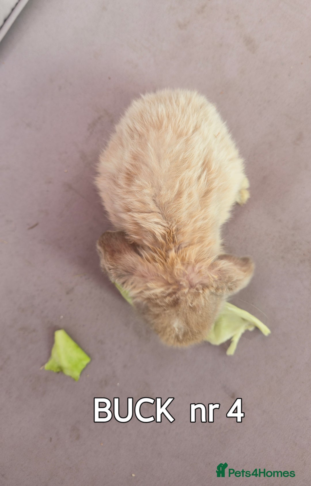 Mini Lop rabbits for sale: CUTE MINI-LOPS - Image 12
