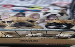 French Bulldog dogs for sale: French Bulldogs - Image 11