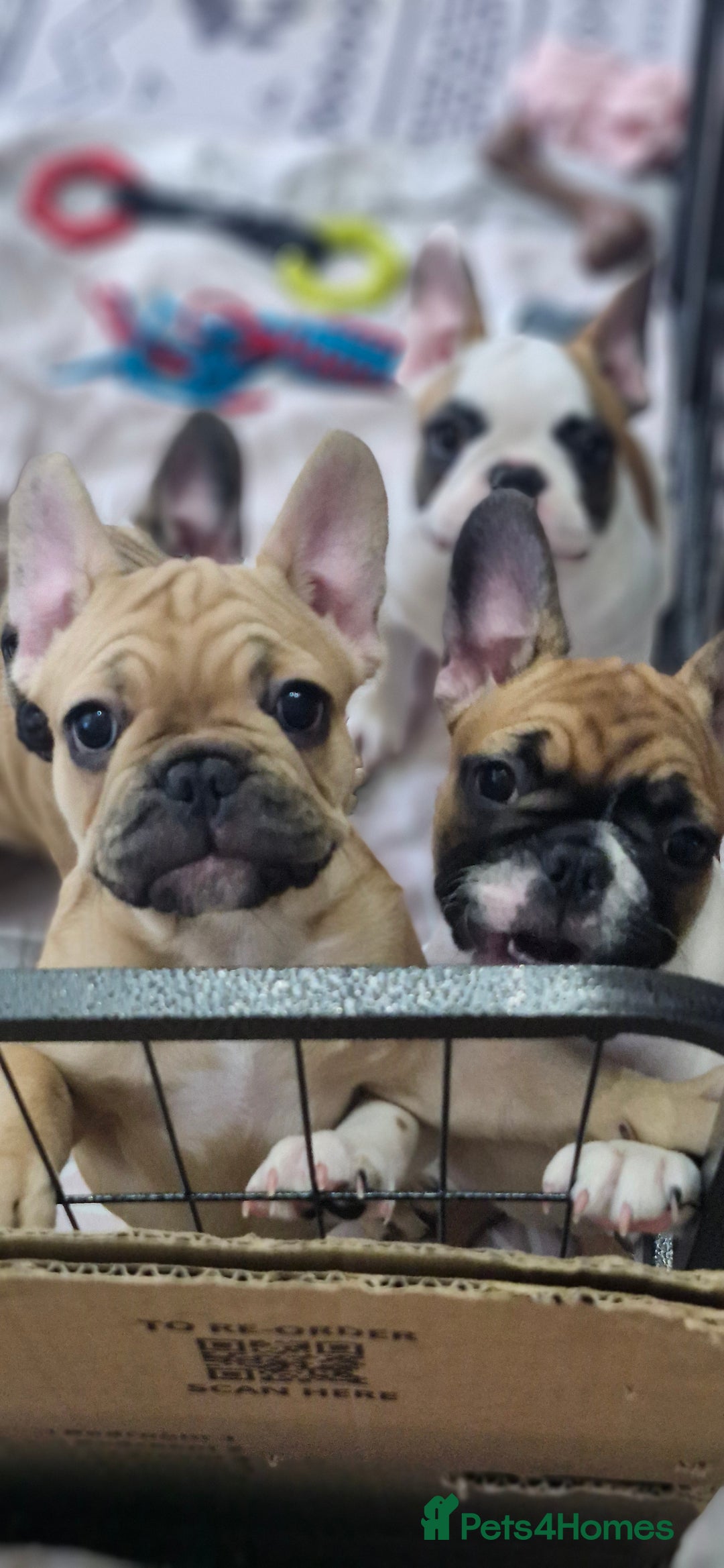 French Bulldog dogs for sale: French Bulldogs - Image 11