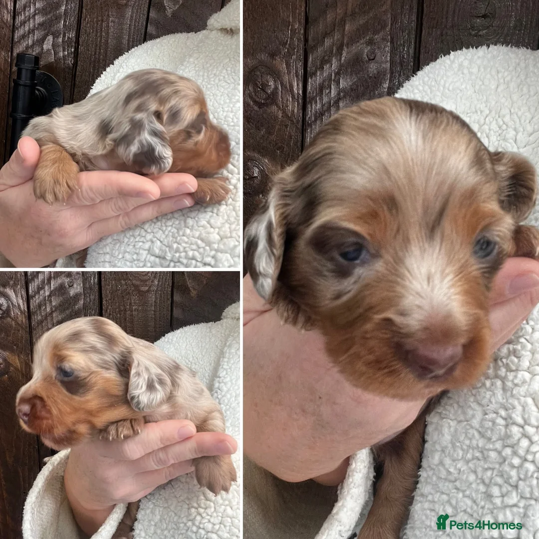 Miniature Dachshund dogs for sale: Beautiful Longhaired Miniature Dachshunds - Advert 15