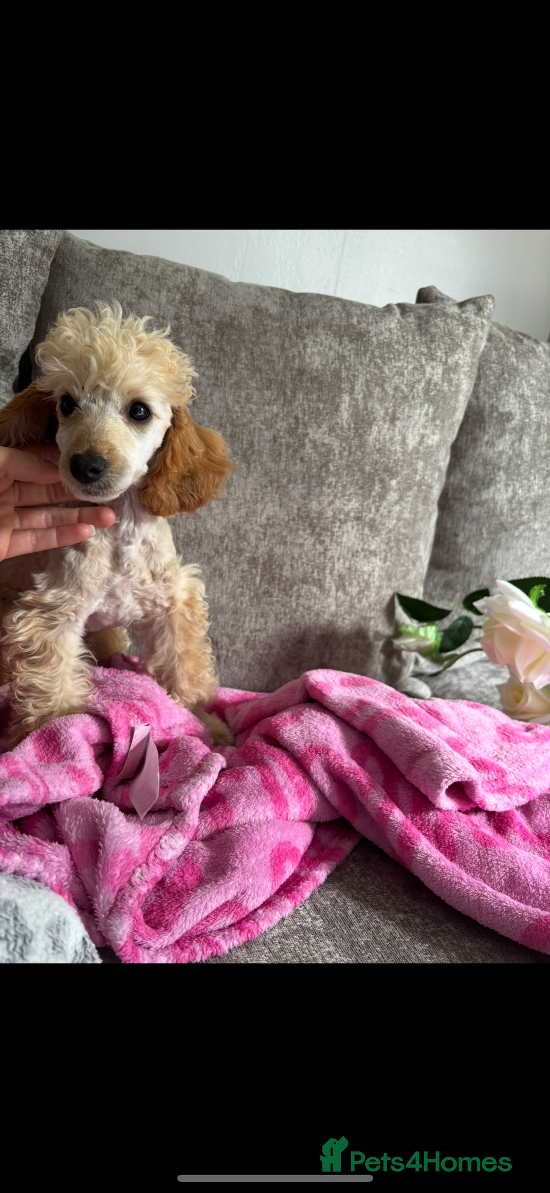 Cockapoo dogs for sale: Miniature cockapoo  - Advert 1