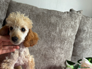 Cockapoo dogs Miniature cockapoo - Advert 1