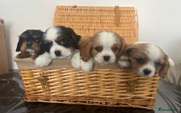 Cavalier King Charles Spaniel dogs for sale: K.C and fully health and heart tested parents  - Image 1