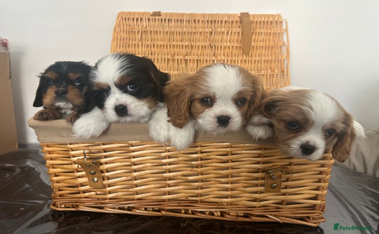 Cavalier King Charles Spaniel dogs - Advert 2