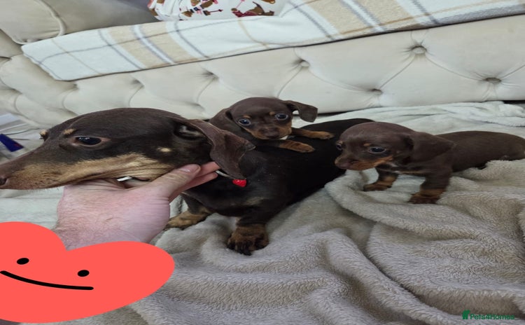 Miniature Dachshund dogs - Advert 8