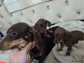 Miniature Dachshund dogs - Advert 6