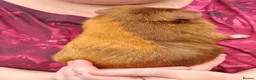 Guinea Pig rodents for sale: 2 male guinea pigs in Wisbech - Advert 3
