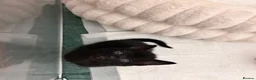 Domestic Shorthair cats for sale: 3 gorgeous Ginger Boys and one Black - Advert 22