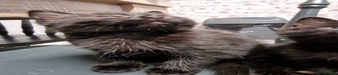 Mixed Breed Kitten 5