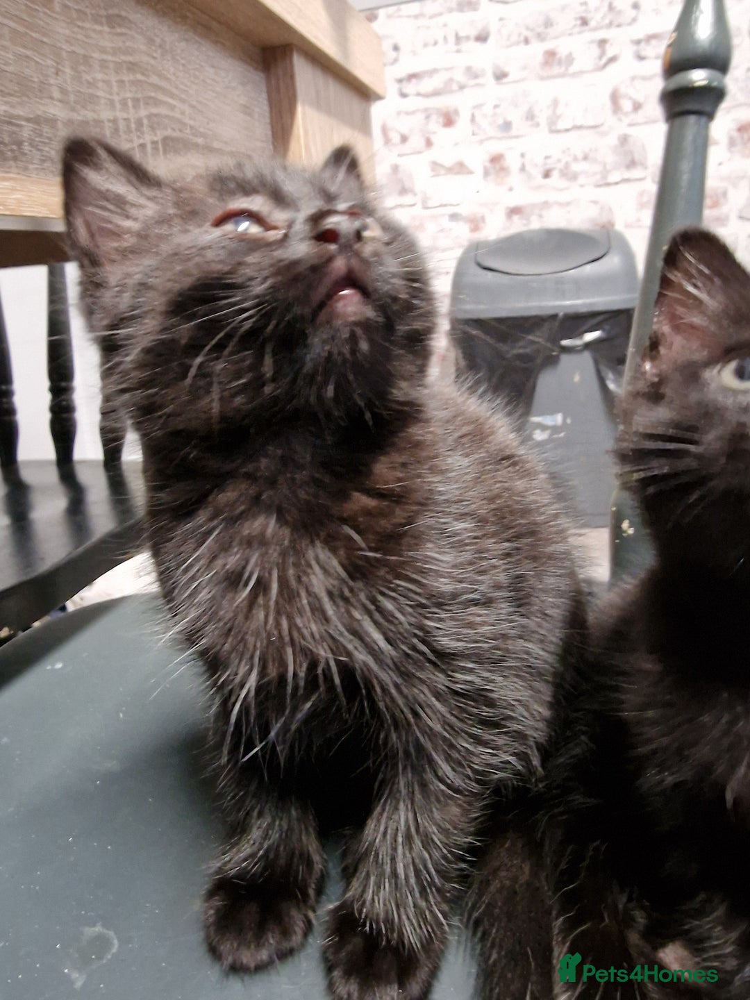 Mixed Breed cats for sale: Ready to leave now  - Advert 5