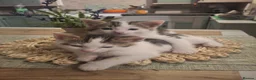 Mixed Breed cats for sale: 2 male kittens 1 female kitten - Advert 6