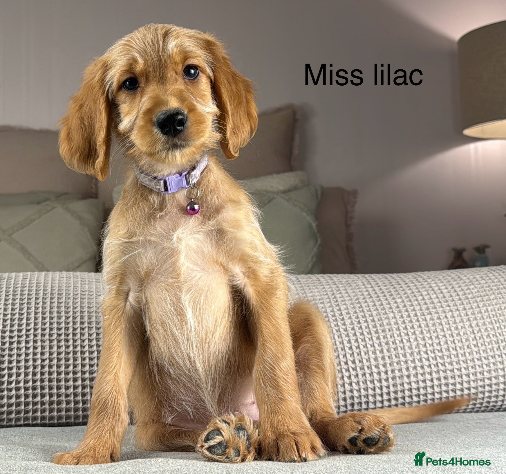 Goldendoodle dogs These will be stunning adults. Real head turners. - Advert 2