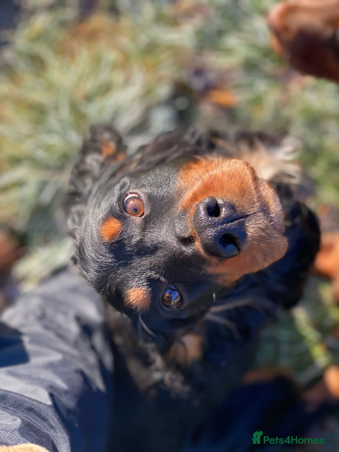 Cocker Spaniel dogs for stud: PROVEN,FULLY HEALTH TESTED Black&Tan Cocker Stud in Bristol - Advert 4