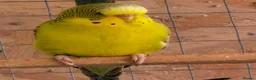 Budgerigars birds for sale: For Breeders only - Advert 6