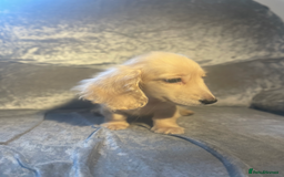 Dachshund dogs for sale: cream KC long haired miniature dachshunds for sale - Image 6