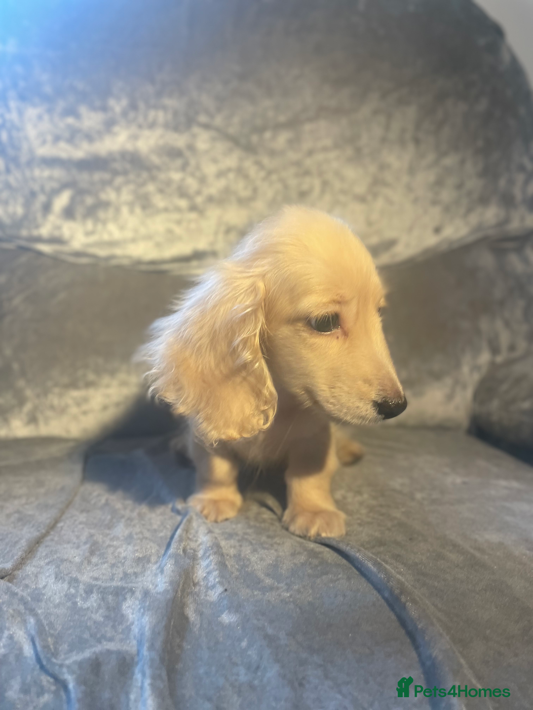 Dachshund dogs for sale: cream KC long haired miniature dachshunds for sale - Image 6