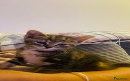 Mixed Breed cats for sale: American shorthair x Russian blue - Image 6