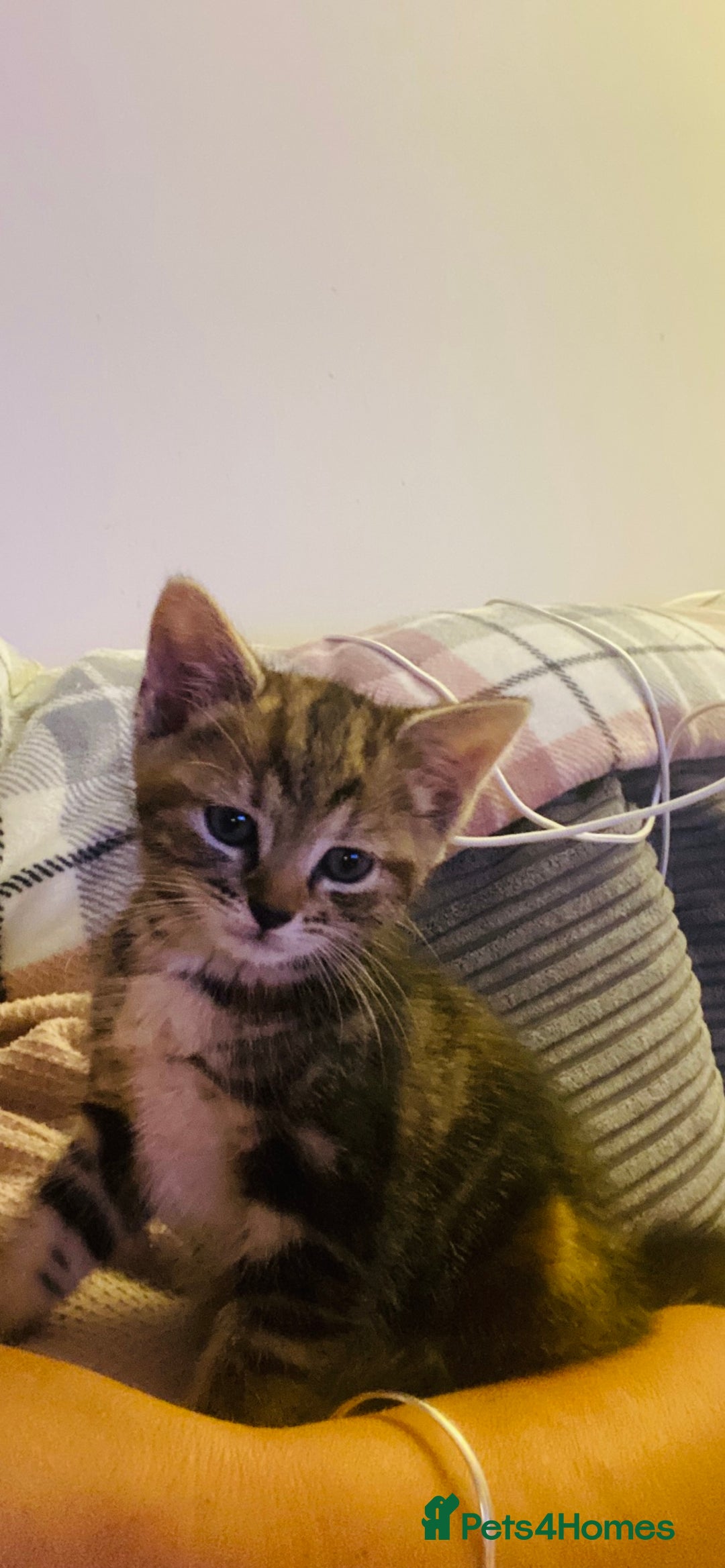 Mixed Breed cats for sale: American shorthair x Russian blue - Image 6