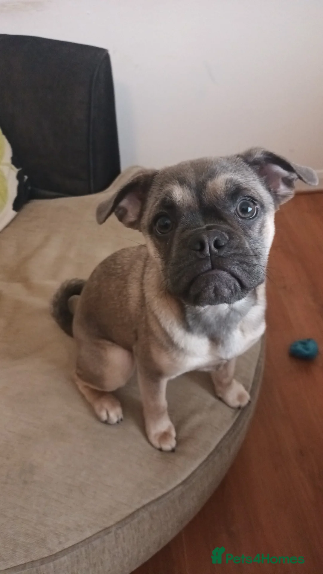 Frug dogs for sale: Beautiful little frug  in Liverpool - Advert 2