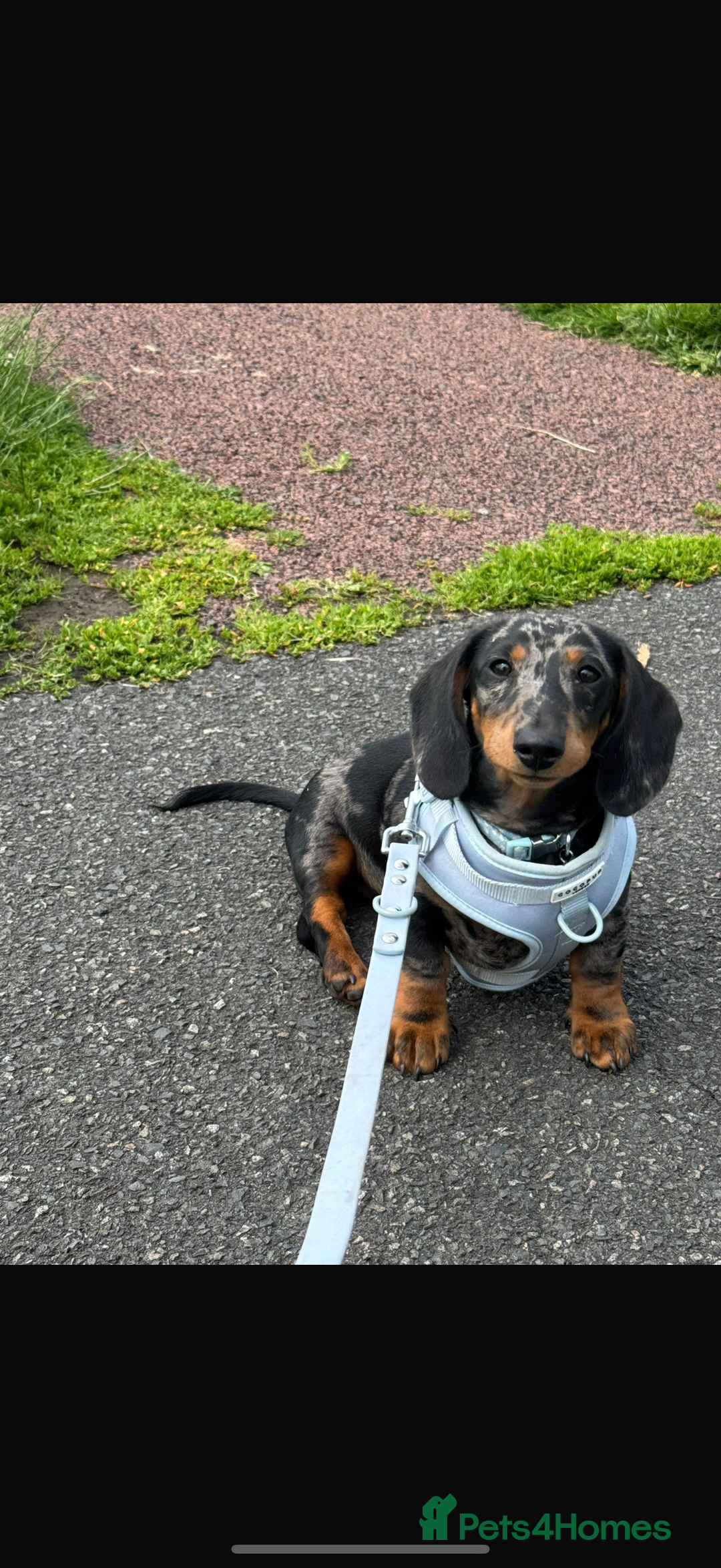 Dachshund dogs for sale: Black & Tan Dapple Dachshund - 8 month old - Image 11