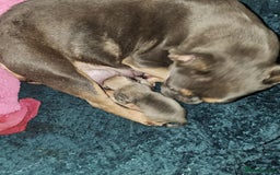 Mixed Breed dogs for sale: Frenchi yorkie pom - Image 7