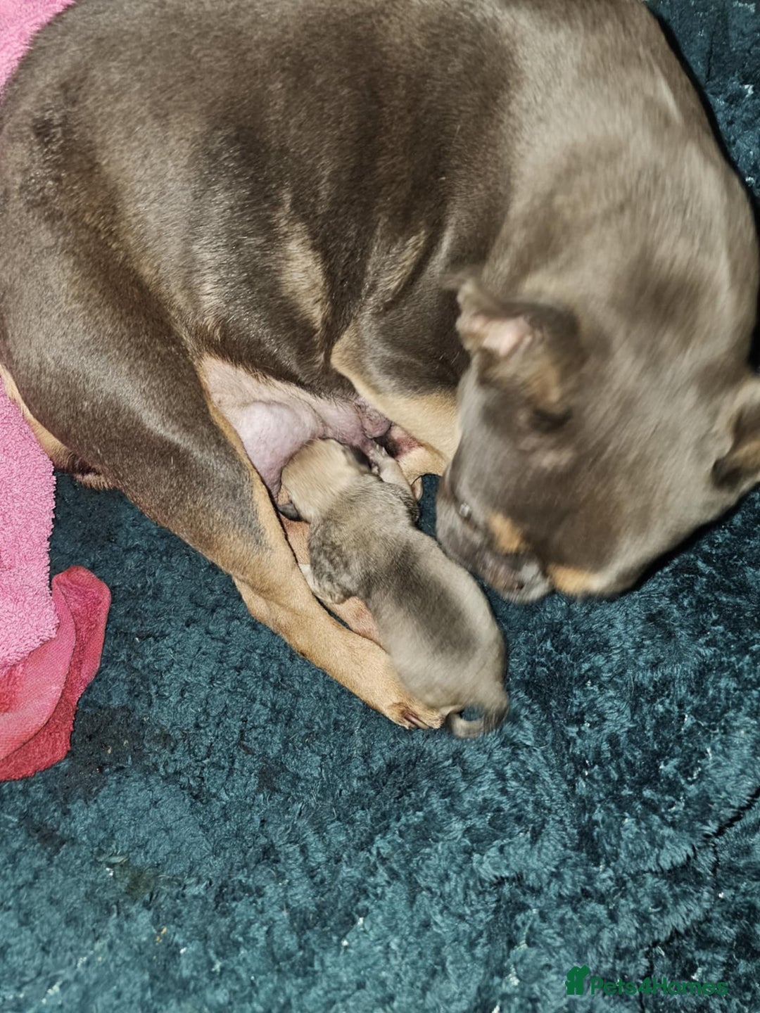 Mixed Breed dogs for sale: Frenchi yorkie pom - Image 7