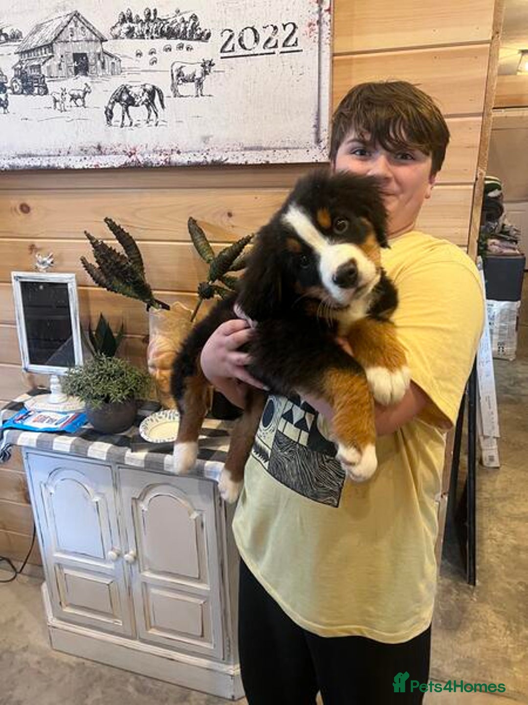 Bernese Mountain Dog dogs for sale: KC Bernese Mountain Dog Puppies  - Image 3