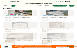 Ragdoll cats for sale: Handsome playful Ragdoll Kitten - Male - Image 11