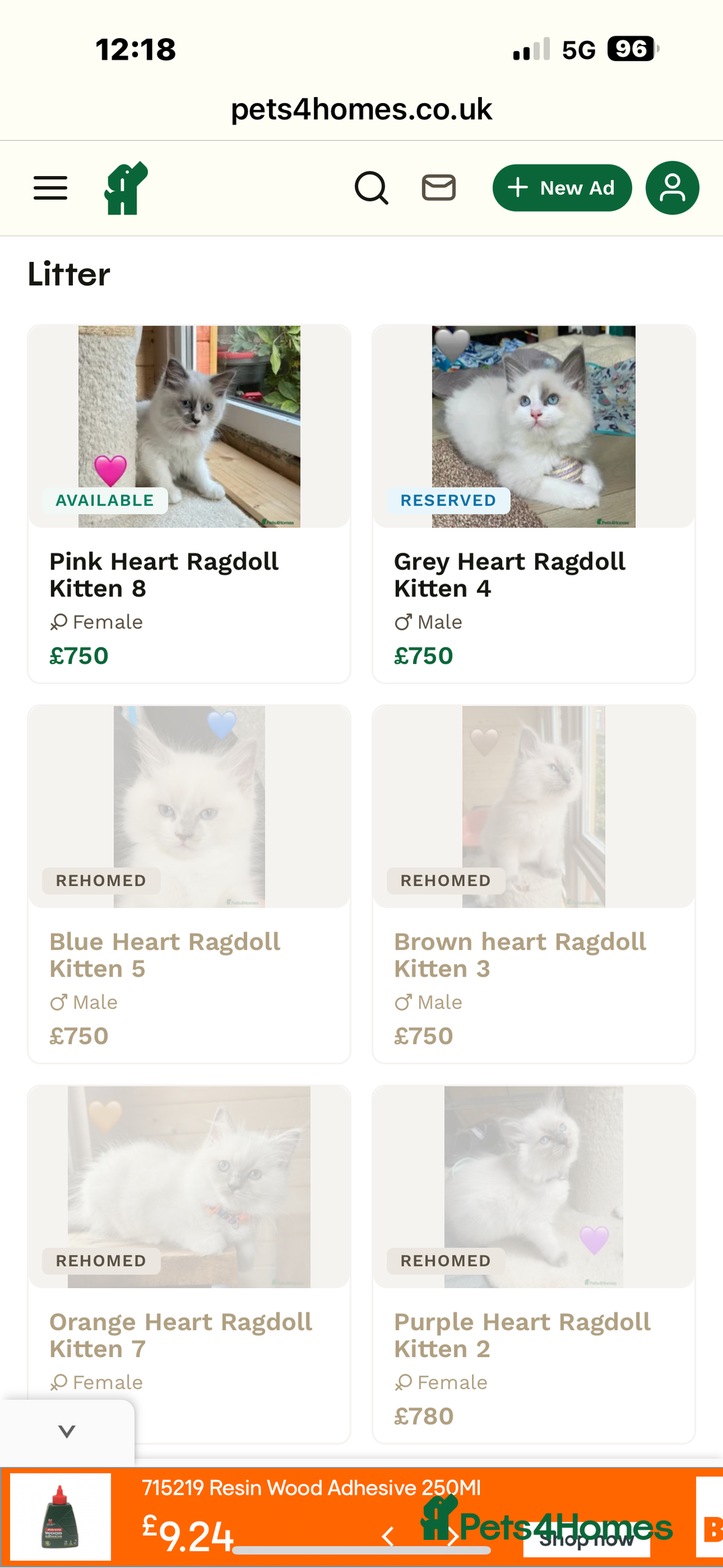 Ragdoll cats for sale: Handsome playful Ragdoll Kitten - Male - Image 11