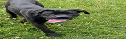 Cane Corso dogs for sale: 3 year old Cane Corso called Ryuk in Birmingham - Advert 2