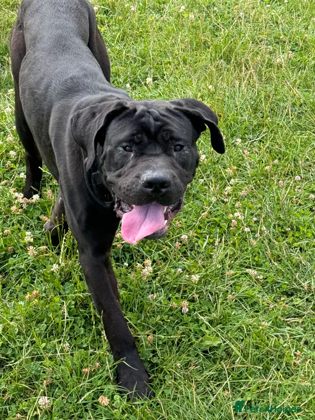 Cane Corso dogs for sale: 3 year old Cane Corso called Ryuk in Birmingham - Advert 2