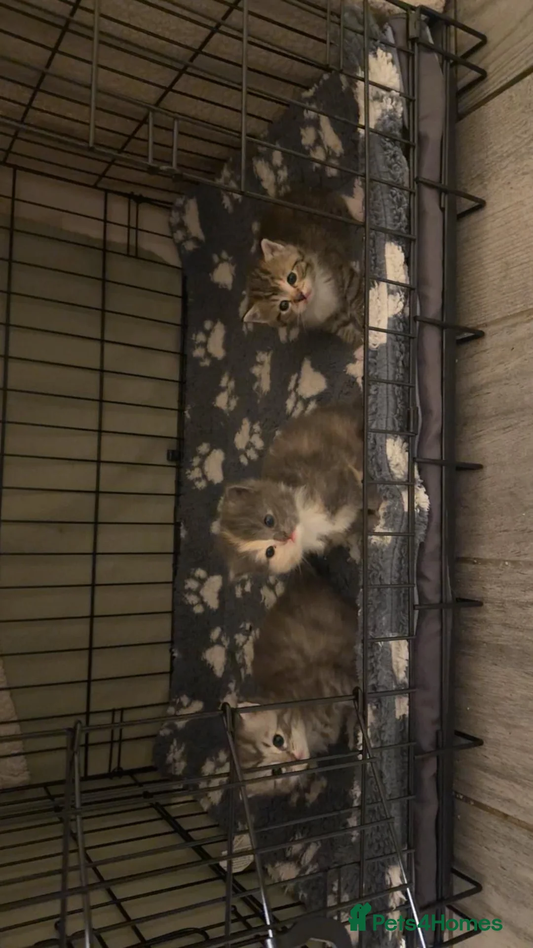 Mixed Breed cats for sale: Stunning ragdoll cross kitten - Advert 2