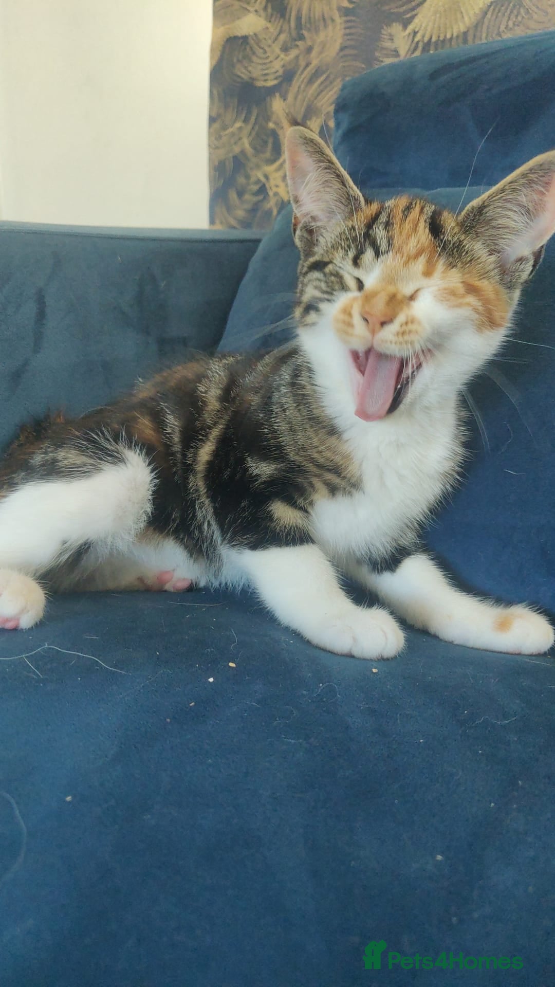 Mixed Breed cats Mixed race kittens for sale.  - Advert 2