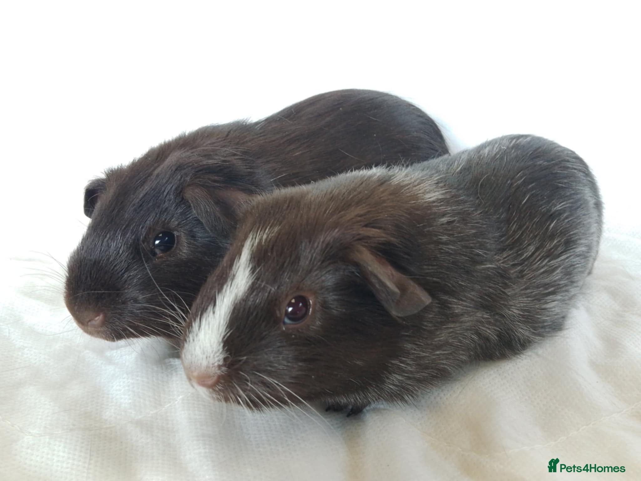 Guinea Pig rodents for sale: Lovely Baby Guinea pig boys available  - Advert 1