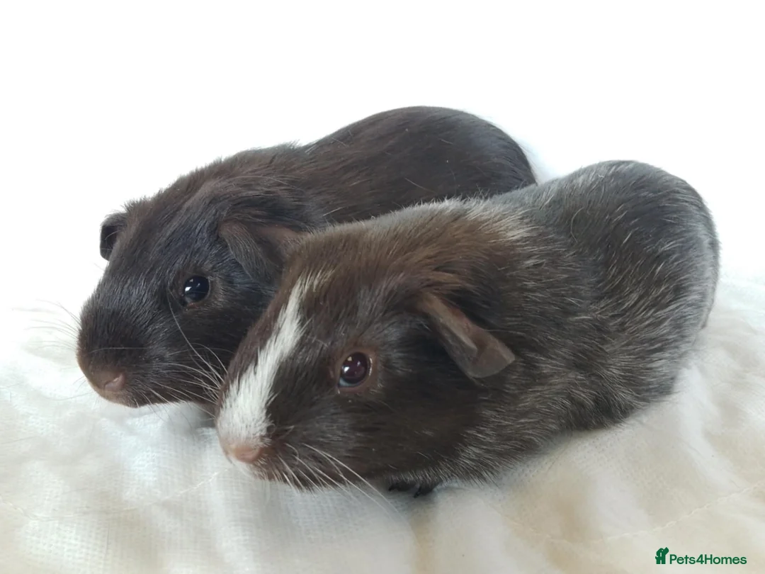 Guinea Pig rodents for sale: Lovely Baby Guinea pig boys available  - Advert 1
