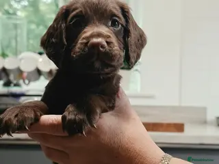 Cocker Spaniel dogs KC REG 3 Working Chocolate spaniels boys left - Advert 1