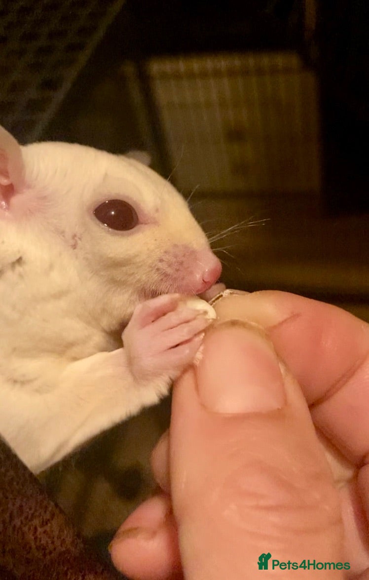 Sugar Glider rodents  leucistic boy with rare ruby red eyes  - Advert 1