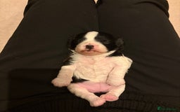 Cavapoo dogs for sale: Cavapoo (Cavalier Backcross) Puppies - Image 14