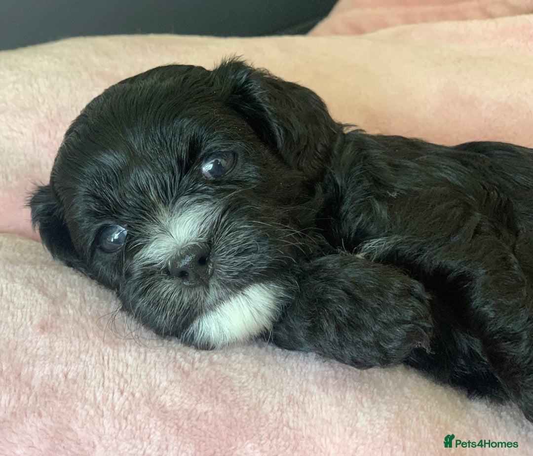 Cavapoo dogs for sale: Our last beautiful F1 Cavapoo is available! - Image 10