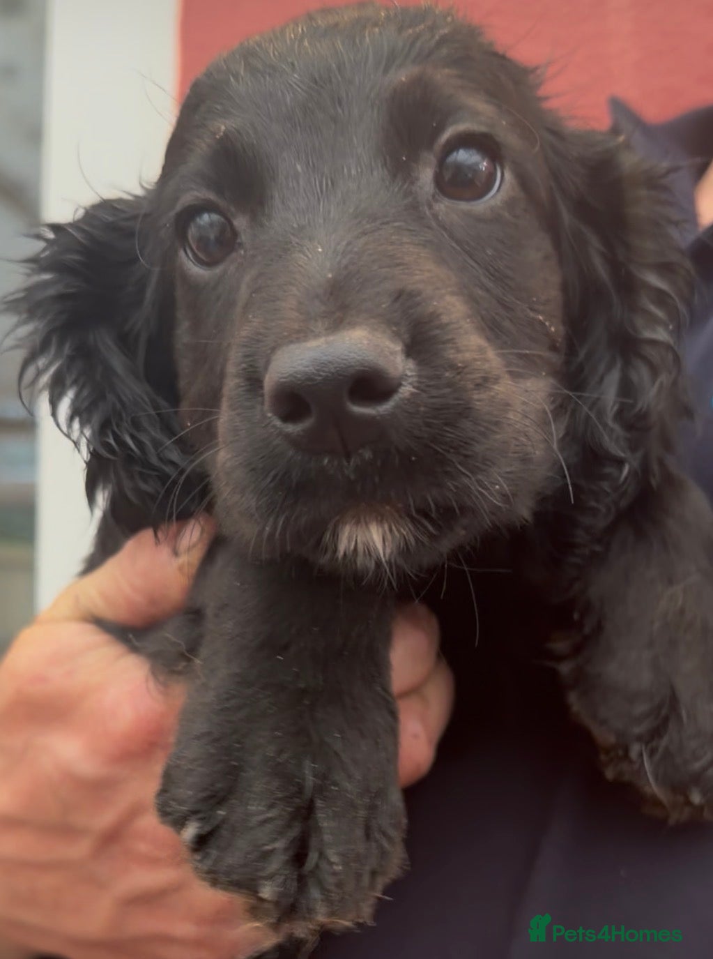 Cocker Spaniel dogs Cocker spaniel dog pup - Advert 1