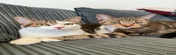 Mixed Breed cats for sale: 2 cats male and female  - Advert 1