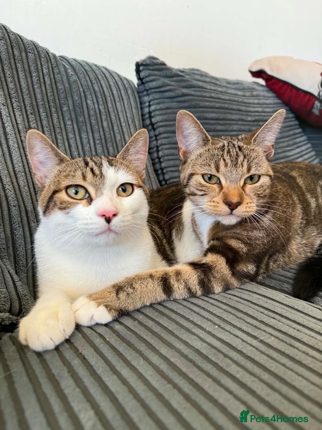 Mixed Breed cats for sale: 2 cats male and female  - Advert 1