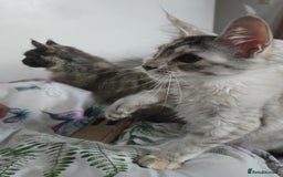 Maine Coon cats for sale: MAINE COON TICA REGISTERED KITTENS READY NOW  - Image 18