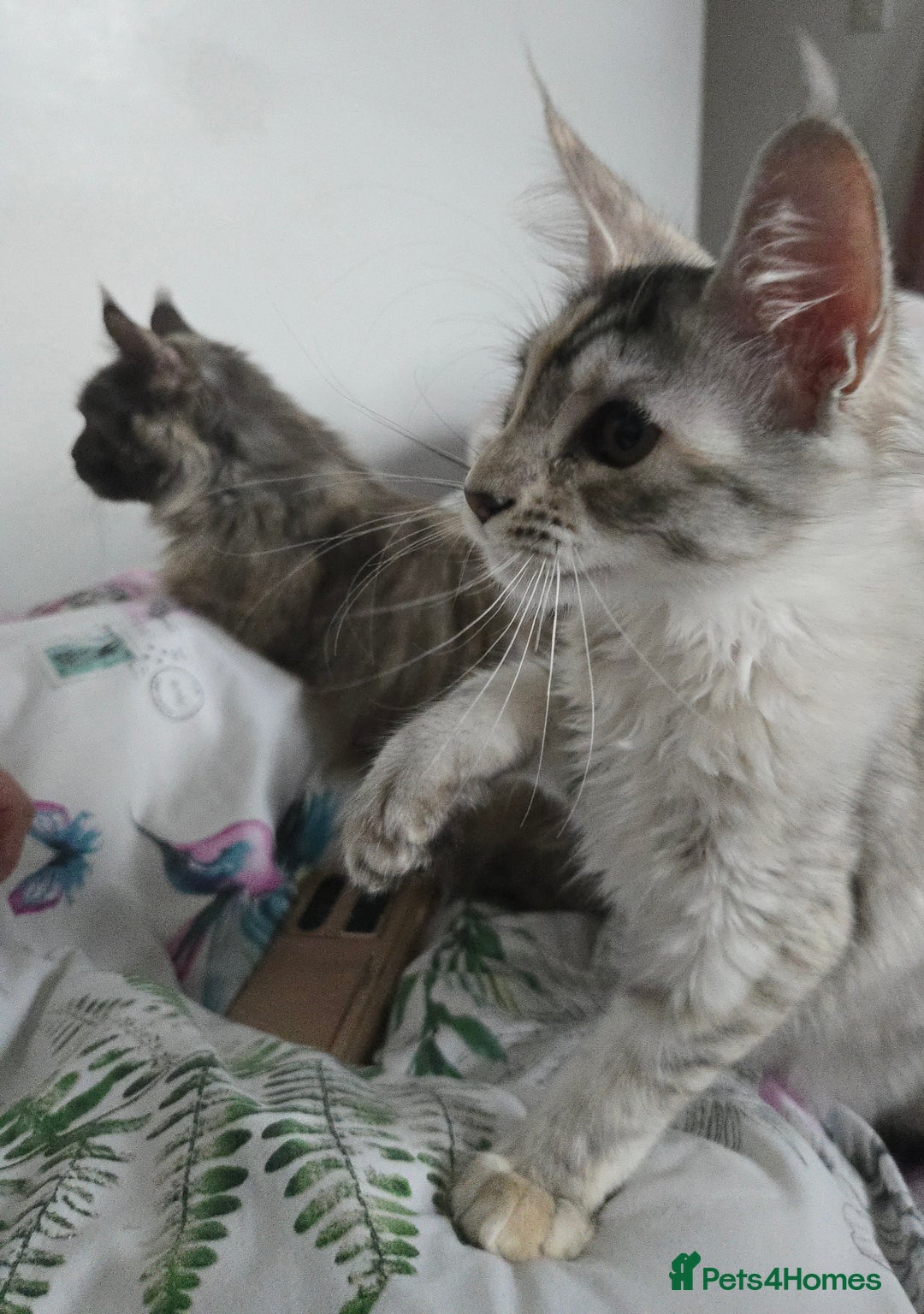 Maine Coon cats for sale: MAINE COON TICA REGISTERED KITTENS READY NOW  - Image 18