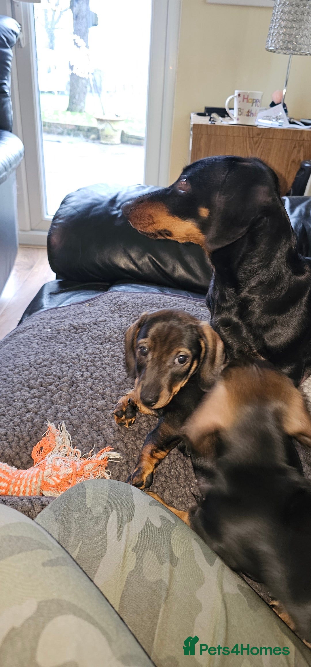 Miniature Dachshund dogs for sale: Miniature Daschund Puppies 6 Boys ONLY 2 LEFT 🩵💙 - Advert 11