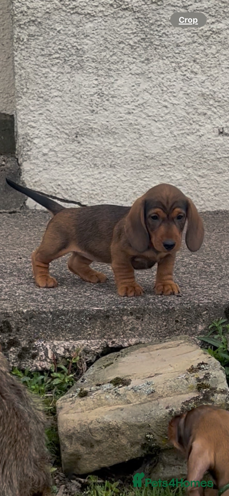 Dachshund dogs Beautiful wired haired dachshund for sale  - Advert 1