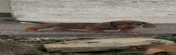 Dachshund dogs for sale: Beautiful wired haired dachshund for sale  - Advert 1