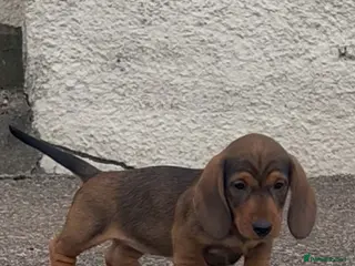 Dachshund dogs Beautiful wired haired dachshund for sale - Advert 1