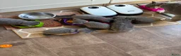 British Shorthair cats for sale: Grey British short hair beautiful kittens - Advert 10