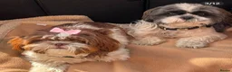 Shih Tzu dogs for sale: ⭐⭐ Shih Tzu Puppies - Mum & Dad Here ⭐⭐ - Advert 4